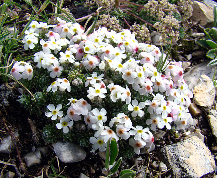 Androsace villosa / Androsace appenninica